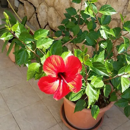 Guest house Bilos Dubrovnik